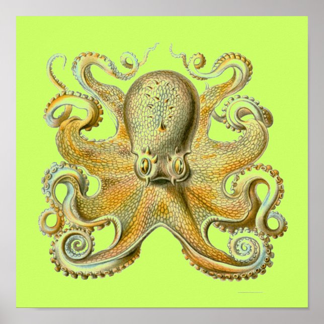 Affiches Haeckel Octopus (Devant)