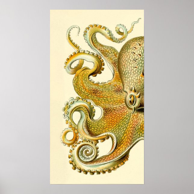 Affiches Haeckel Octopus Diptych II (Devant)