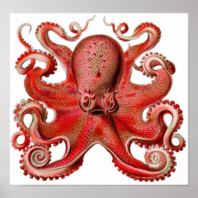 Affiches Haeckel Octopus Red (Devant)
