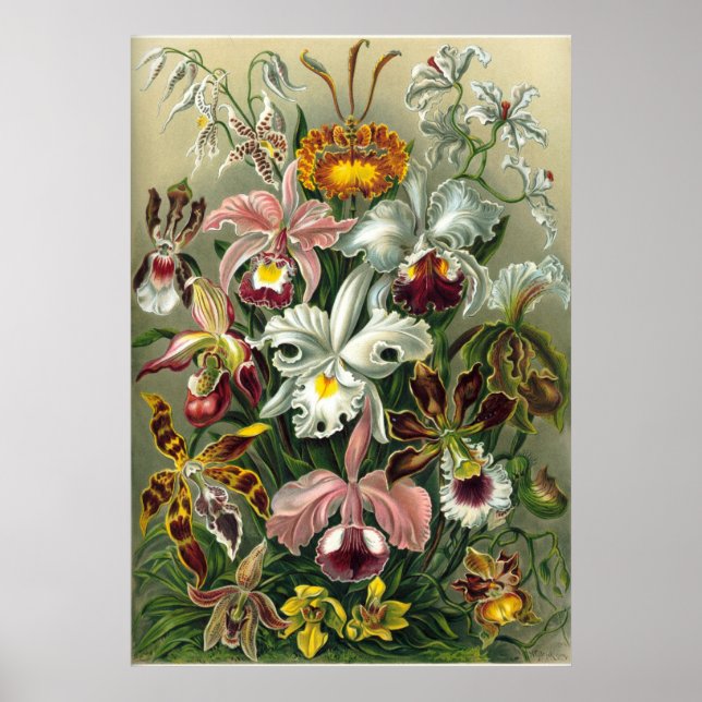 Affiches Haeckel Orchids (Devant)