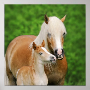 Affiches Haflinger Horses Cute Foal Kiss maman Photo Carré