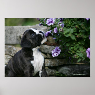 Affiches Halètement de chien de boxeur
