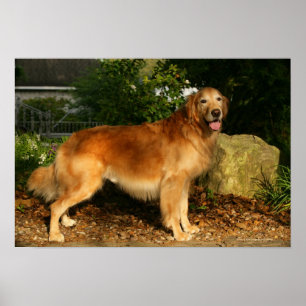 Affiches Halètement de golden retriever