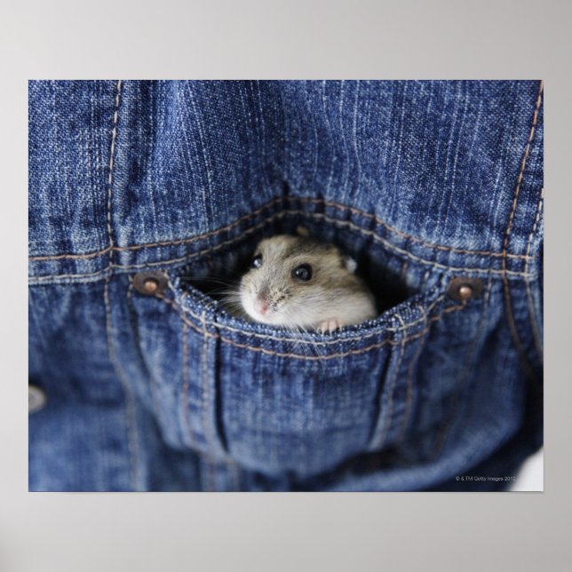 Affiches Hamster dans la poche (Devant)