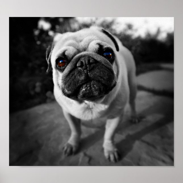 Affiches Handsome pug (Devant)