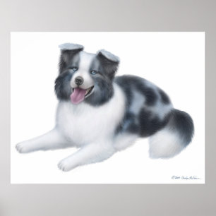 Affiches Happy Blue Merle Bordure Collie Chien Imprimer