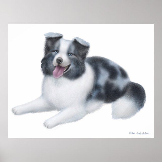 Affiches Happy Blue Merle Bordure Collie Chien Imprimer (Devant)