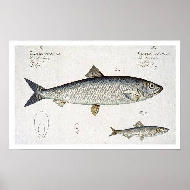 Affiches Hareng (Clupea Harengus) (Fig. 1) et Sprat (Clup) (Devant)