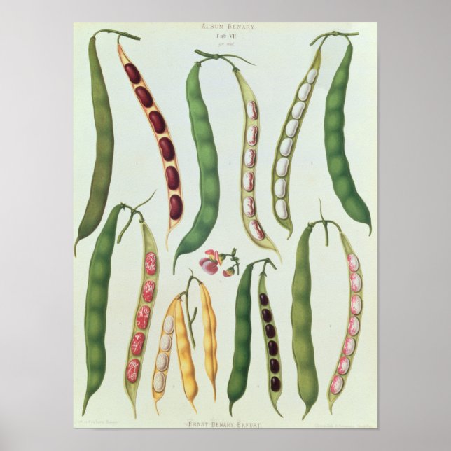 Affiches Haricots (Devant)