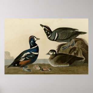 Affiches Harlequin Duck