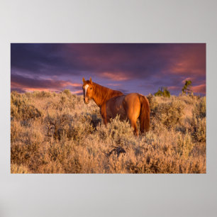 Affiches Harney County Wild horse tient alerte