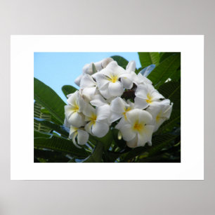 Affiches Hawaii Plumeria