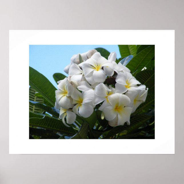 Affiches Hawaii Plumeria (Devant)