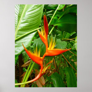 Affiches Hawaiian Heliconia