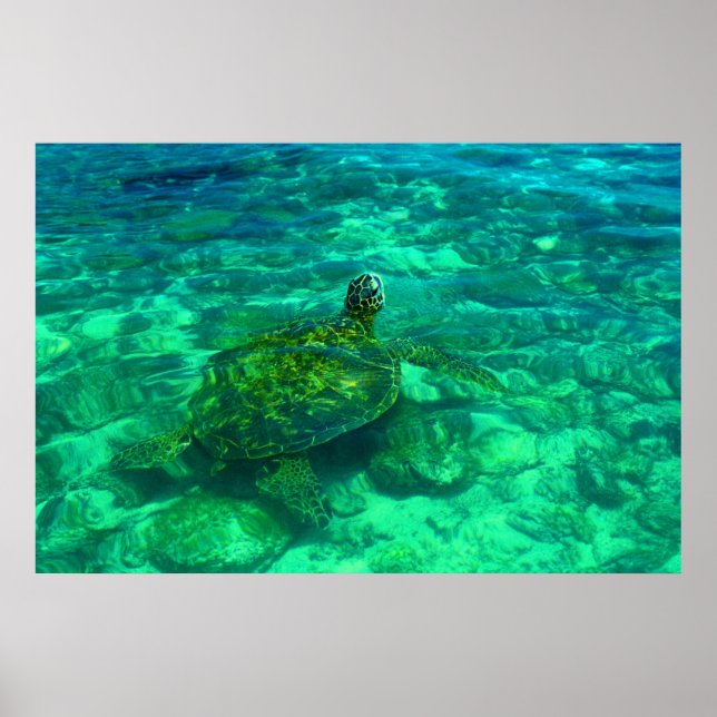 Affiches Hawaiian Honu Sea Turtle (36" x 24") (Devant)