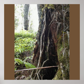 AFFICHES HAWAIIAN OHIA TREE