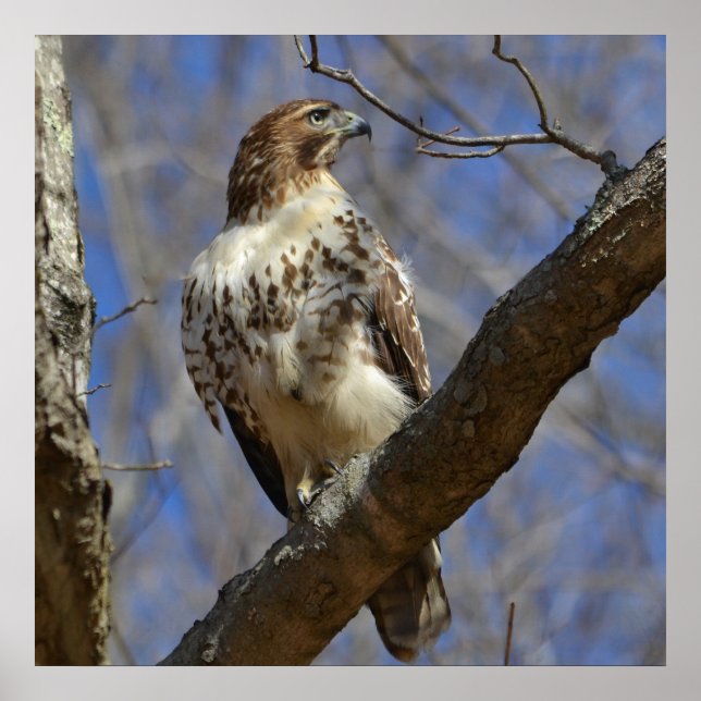 Affiches Hawk Majestic (Devant)