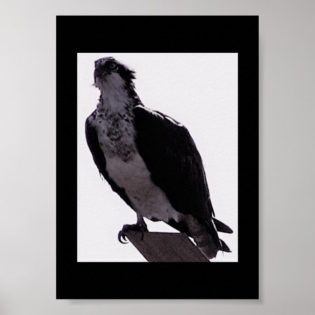 Affiches Hawk Photo (Devant)