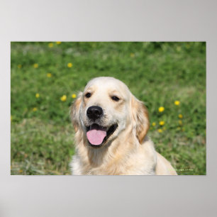 Affiches Headshot 1 de golden retriever