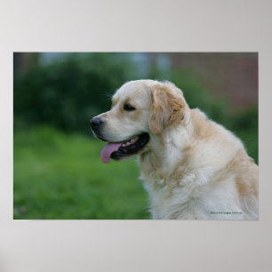 Affiches Headshot 2 2 de golden retriever