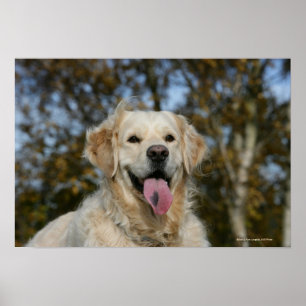 Affiches Headshot 3 de golden retriever