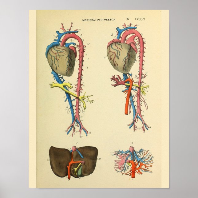 Affiches Heart Aorta Vintage Anatomie Art Imprimer (Devant)