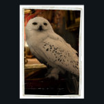 Affiches Hedwig 3<br><div class="desc">Harry Potter et les Hallows d'honneur</div>
