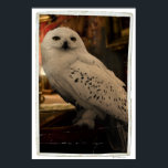 Affiches Hedwig 3<br><div class="desc">Harry Potter et les Hallows d'honneur</div>