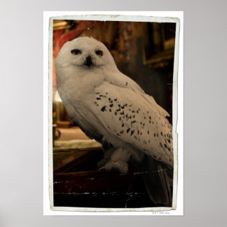 Affiches Hedwig 3