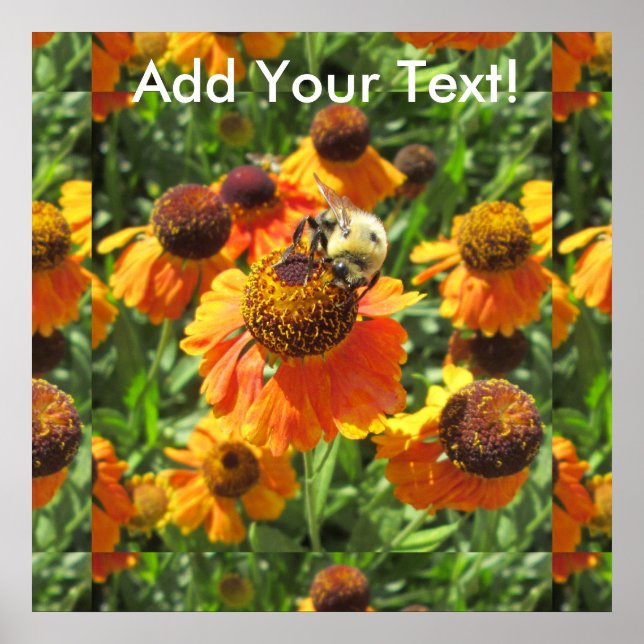 Affiches Helenium Bee Orange Flower (Devant)