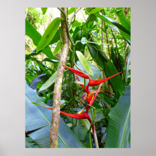 Affiches Heliconia et Vanilla Vine orchidée