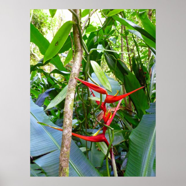 Affiches Heliconia et Vanilla Vine orchidée (Devant)