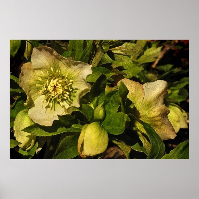 Affiches Hellebore Lenten Rose (Devant)