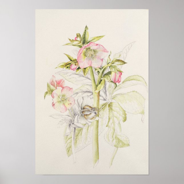 Affiches Hellebores (Devant)