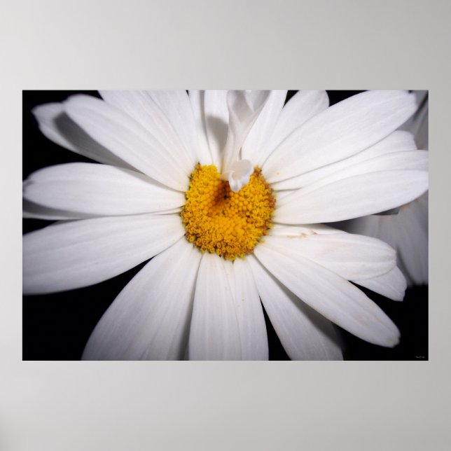 Affiches Hello Daisy (Devant)