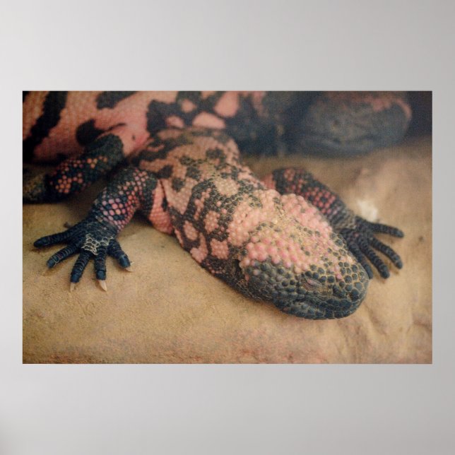 Affiches Heloderma suspect (Devant)