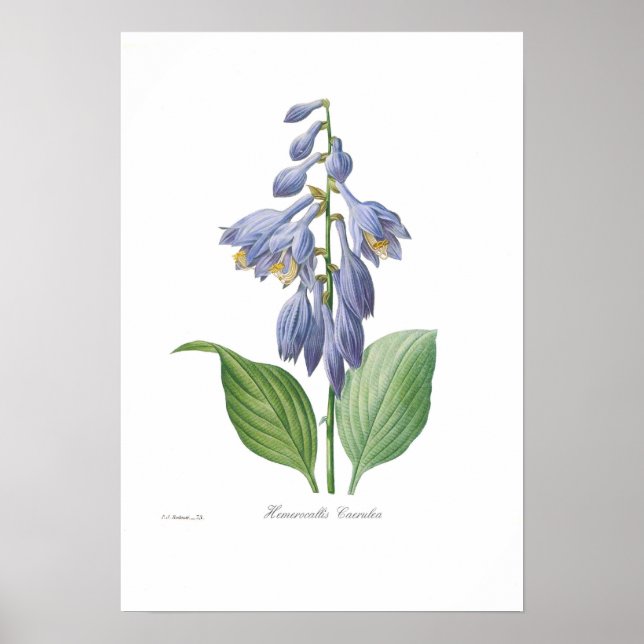 Affiches Hemerocallis caerulea (Hosta) (Devant)