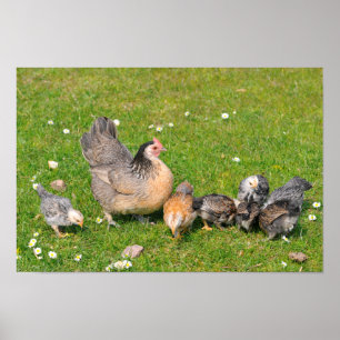Affiches Hen avec poussins