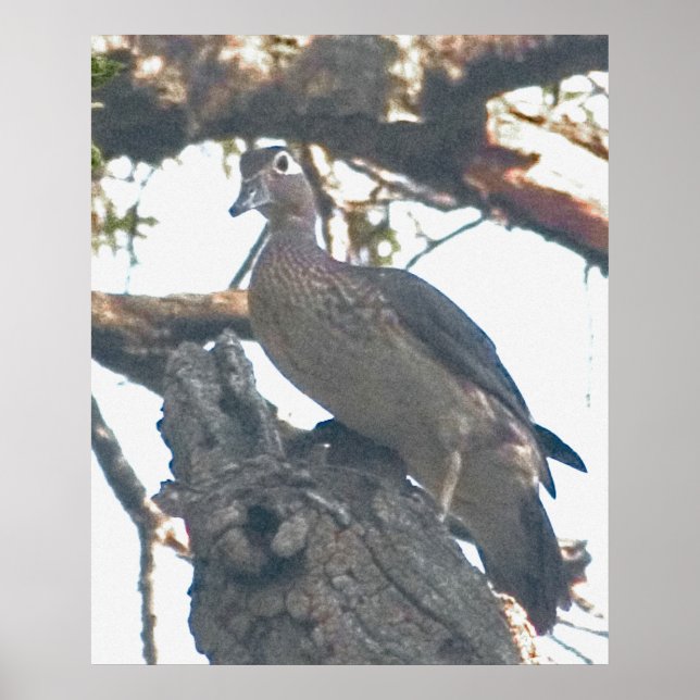 Affiches Hen Woodduck (Devant)