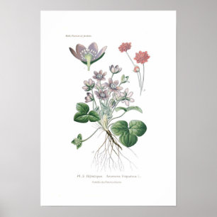 Affiches Hepatica d'anémone