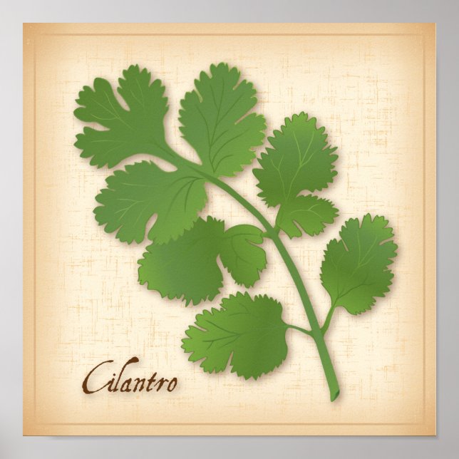 Affiches Herbe Cilantro (Devant)