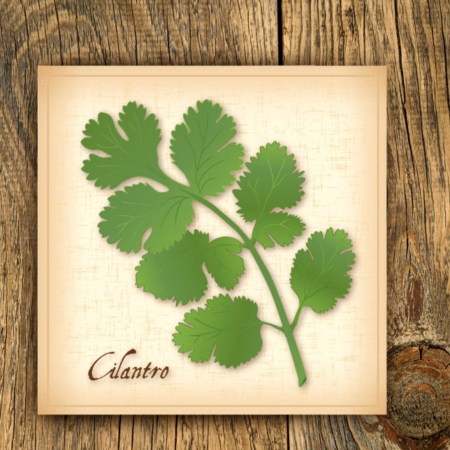 Affiches Herbe de coriandre (Cilantro Herb Poster, aromatic leaves with a distinctive flavor. )