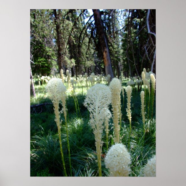 Affiches Herbe d'ours 2 (Devant)