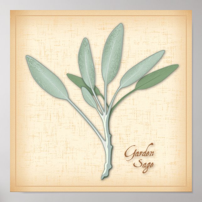 Affiches Herbe Garden Sage (Devant)