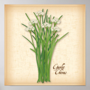 Affiches Herbe Garlic Chives