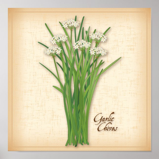 Affiches Herbe Garlic Chives (Devant)