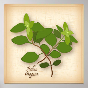 Affiches Herbe italienne Oregano