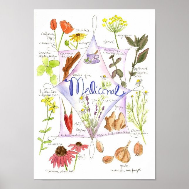 Affiches Herbe Médicale Garlic Echinacea Ginger (Devant)