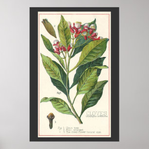 Affiches Herbes Épices Alimentaires Vintage, Clous de Girof