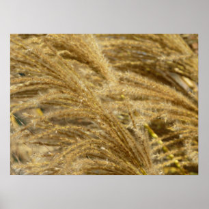 Affiches Herbes Ornementales en Automne